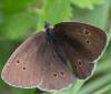 Aphantopus hyperantus